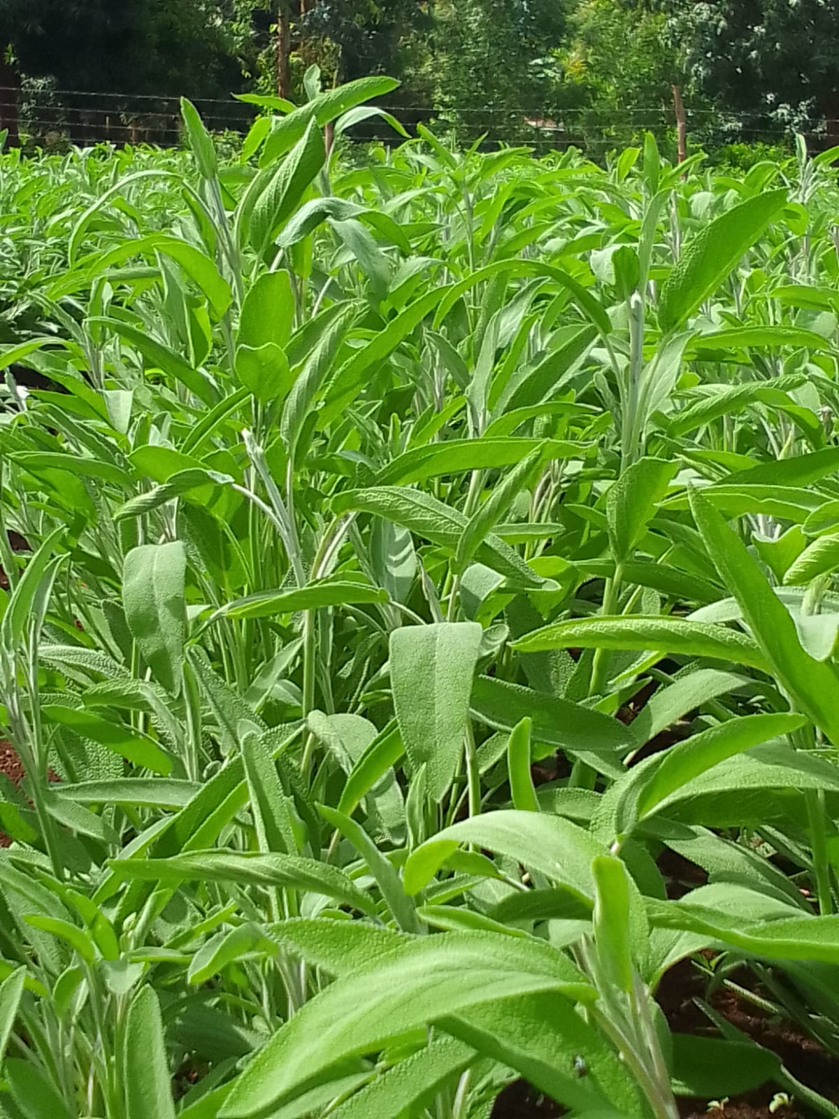 Sage - Mullberry Growers